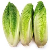 Kosher Romaine Hearts 3 Pack